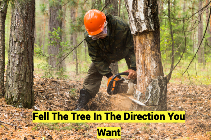 How to Fell a Tree in the Direction You Want [ Within 14 Steps ]